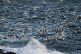 Glaucoides & kumlieni type gulls, SW Iceland 28.2-4.3 2010