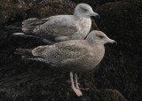 2 cy