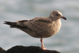 Argenteus type gulls SW Iceland 28.2-4.3 2010