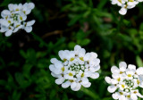 Cushion Flower