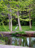 Heron At Ponds Edge