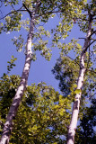 Cottonwood Trees Doing Yoga