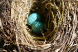 Nest Details