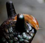 Garden Slug On Snail Sculpture