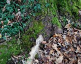 Textures On Maple Bark