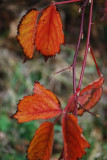 Wild Rose Leaves