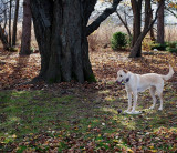 Guarding The Frisbee