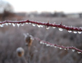 Ice On Wild Rose Cane