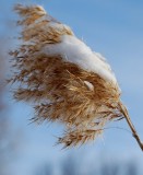 Wintry Grasses
