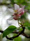 Apple Blossom, Hiding Out From the Rain