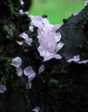 A Drift Of Cherry Petals