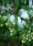 Snow On Viburnum Blossoms