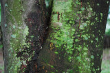 Lichen On Maple