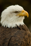 Pygargue  tte blanche / Bald Eagle
