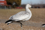 Oie blanche / Snow Goose 7