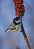 Msange  tte noire / Black-capped Chickadee 2