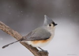 Msange Bicolore / Tufted Titmouse 3716