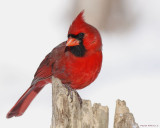 Cardinal Rouge / Northern Cardinal 3355_2