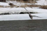 Colvert / Mallard