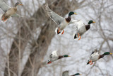 Colverts / Mallards