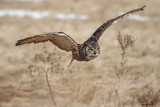 Grand Duc / Great Horned Owl 1133