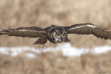 Grand Duc / Great Horned Owl 985
