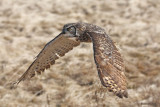 Grand Duc / Great Horned Owl 937