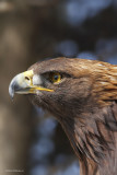 Aigle Royal / Golden Eagle 586
