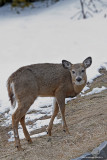 Cerf de Virginie / Whitetail Deer 2201