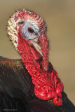 Dindon Sauvage / Wild Turkey 2946