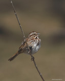 Bruant Chanteur / Song Sparrow 2553