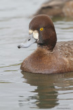 Petit Fuligule / Lesser Scaup 4583