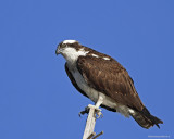 Balbuzard Pcheur / Osprey 5961