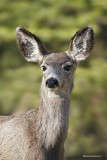 Cerf-Mulet / Mule Deer 6163