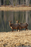 Wapiti / Elk 6249