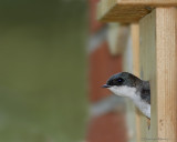 Hirondelle Bicolore / Tree Swallow 7052