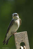 Hirondelle Bicolore / Tree Swallow 7268