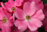 New York Botanical Garden