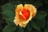 New York Botanical Garden