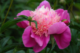 Old Westbury Gardens