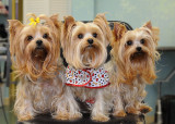 3-Yorkies-Web.jpg