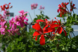 DSC00698.jpg