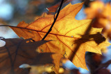 DSC00160.jpg