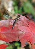 DSC00176.jpg