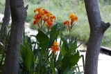 Canna-0155