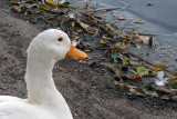 Duck-0141