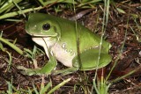 Green Tree Frog