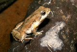 Common Eastern Froglet