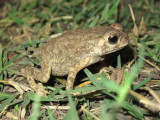 Black spined Toad