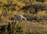 Fallow Deer